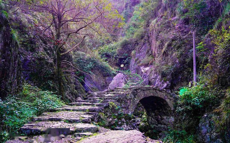 【11.25号】徒步秋色雪窦岭古道,赏撩人如画水杉林