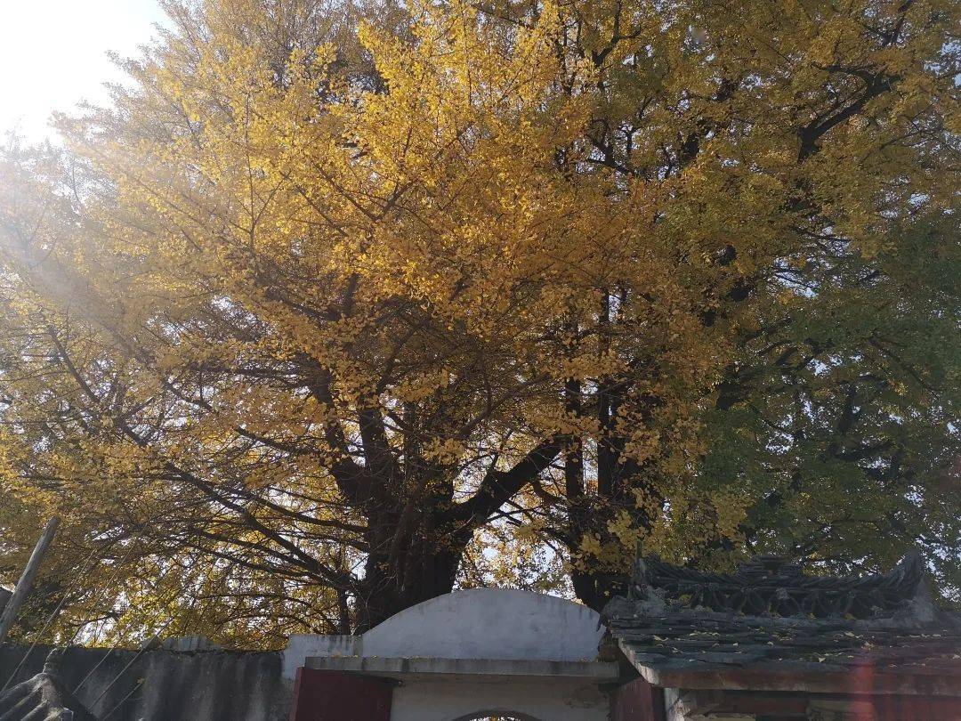 银杏树后有一所百年老寺南斗青龙寺,建于清咸丰7年(1858).