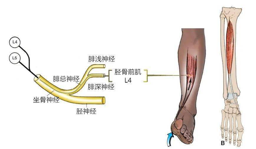 胫骨前肌主要由l4神经支配,同时也接受l5神经的支配.