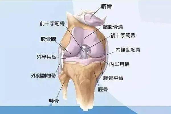 (膝关节组织结构图)