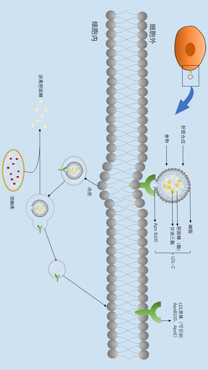 一图get 低密度脂蛋白胆固醇的代谢途径