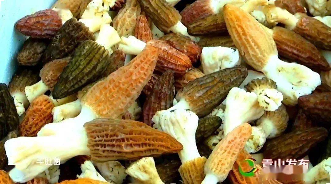 人均gdp贡山_高黎贡山(2)