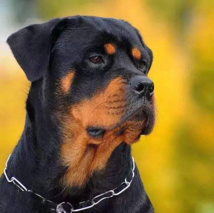 猛犬大神倾情分享!教你如何挑选一只合格的罗威纳
