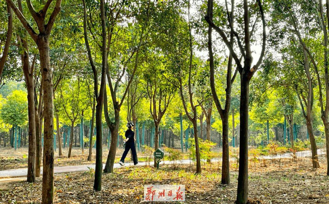 太美郑州树木园初冬景迷人