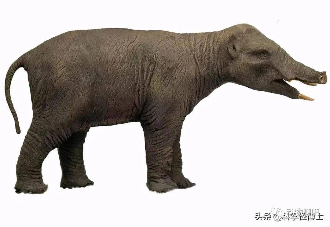 猛犸象公元前2000年才灭绝