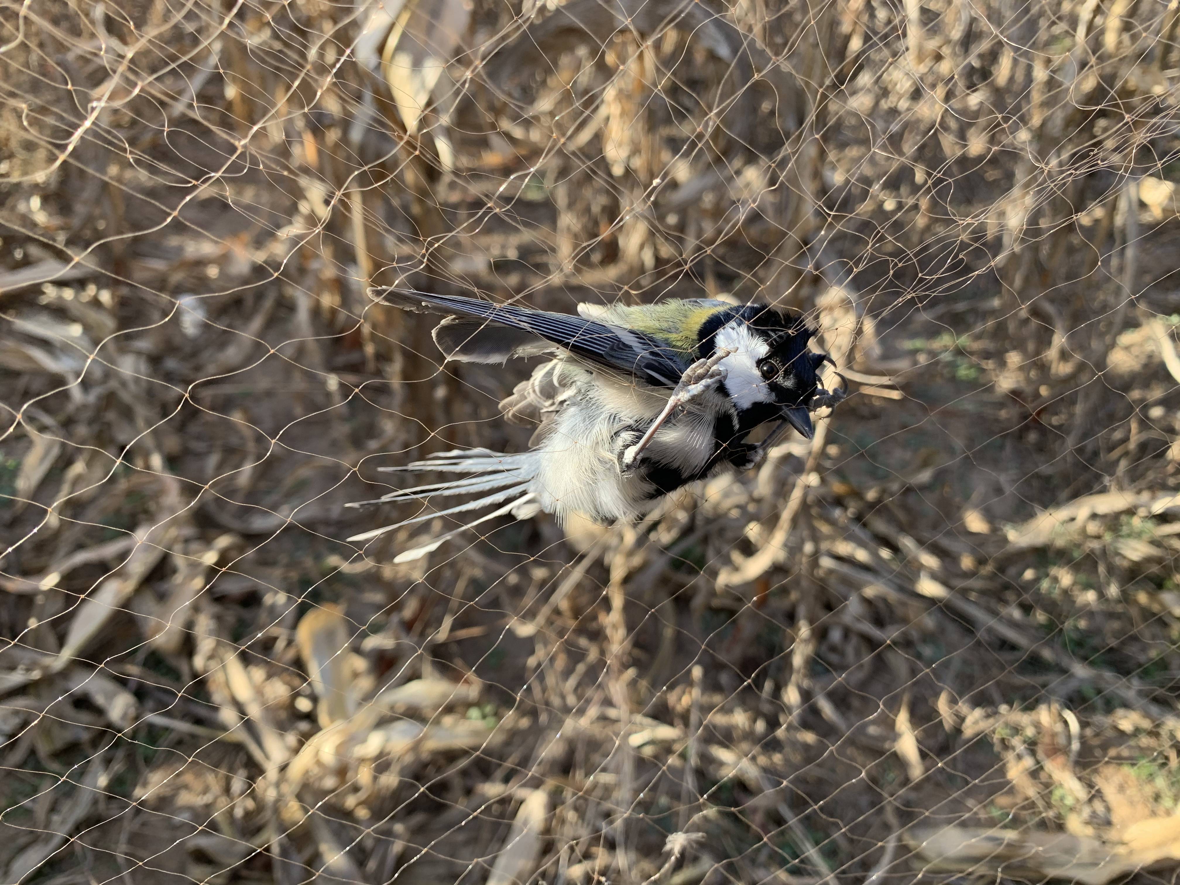 在河北省承德市承德县营房村旁的玉米地里,一只鸟被捕鸟网困住,奄奄一