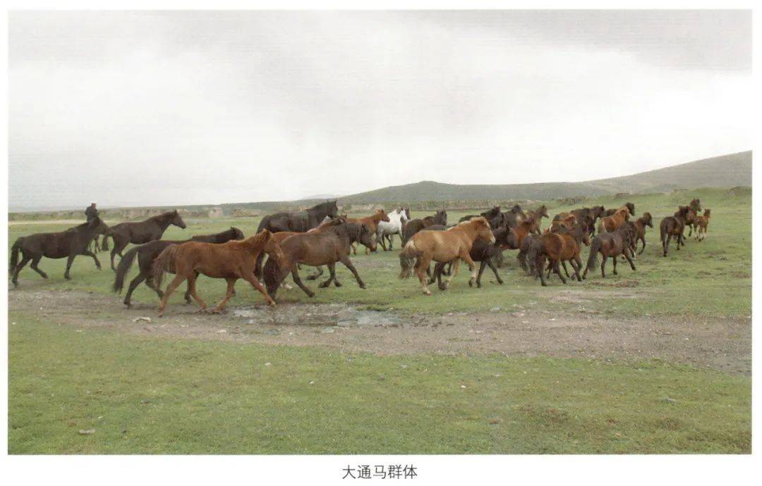产区有始建于1937年的门源种马场,多年来承担大通马品种保护及当地马
