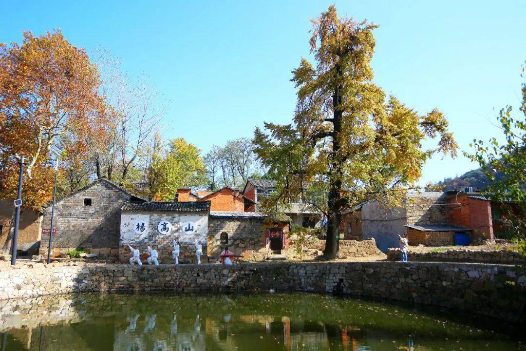 新县杨高山村:邂逅千年古银杏