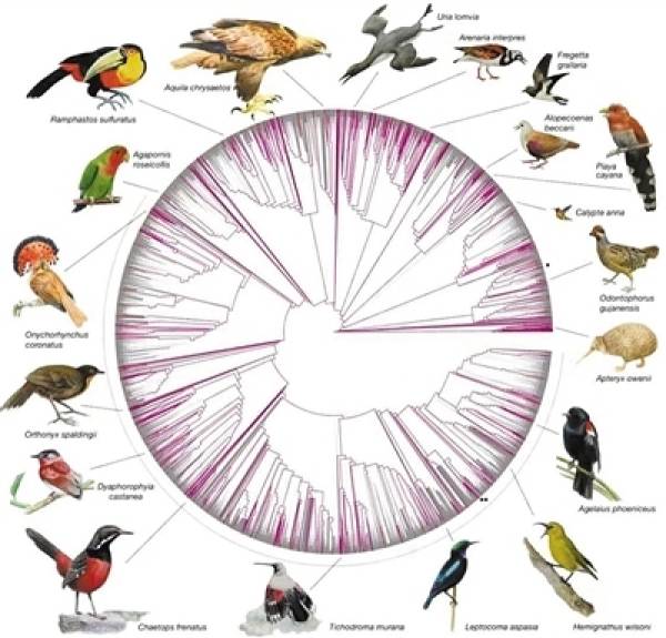 中外科学家合作绘制万种鸟基因组图谱_鸟类