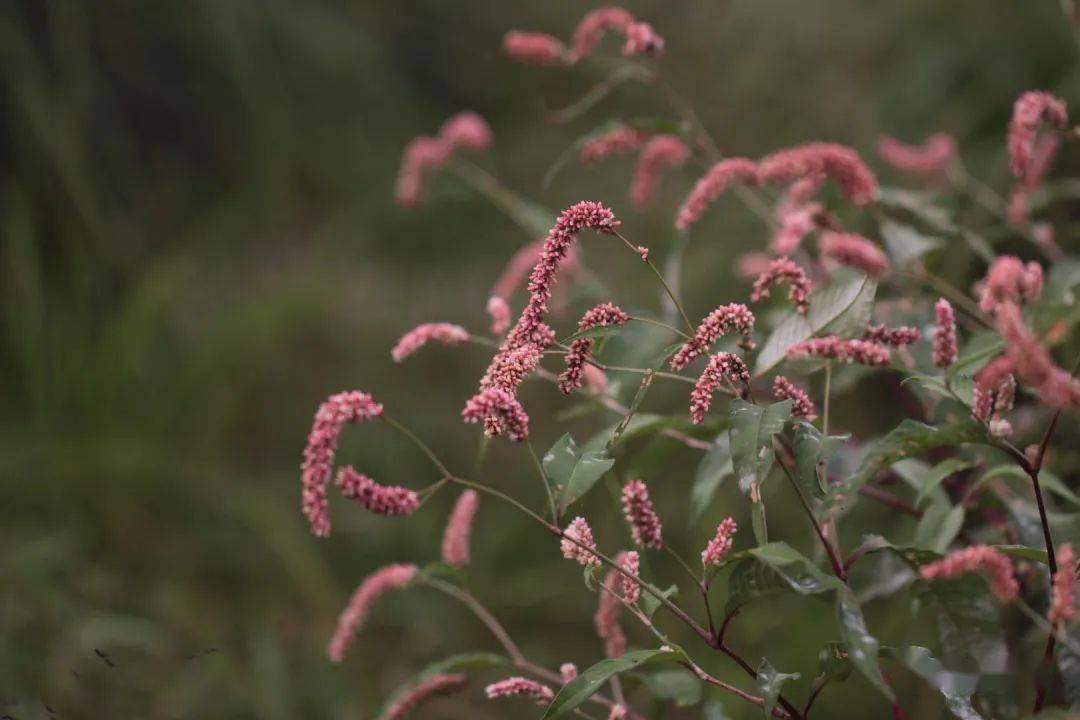 那么美的蓼子草花海要怎么留住