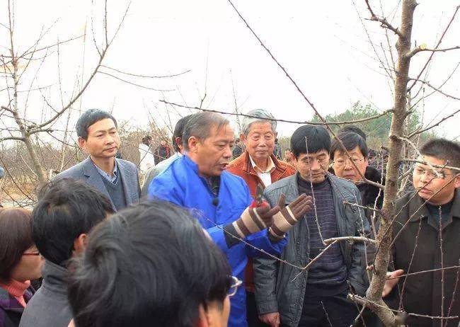 主干形桃树整形修剪详细讲解视频