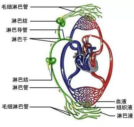 为什么说人体三处淋巴决定你的健康答案惊人