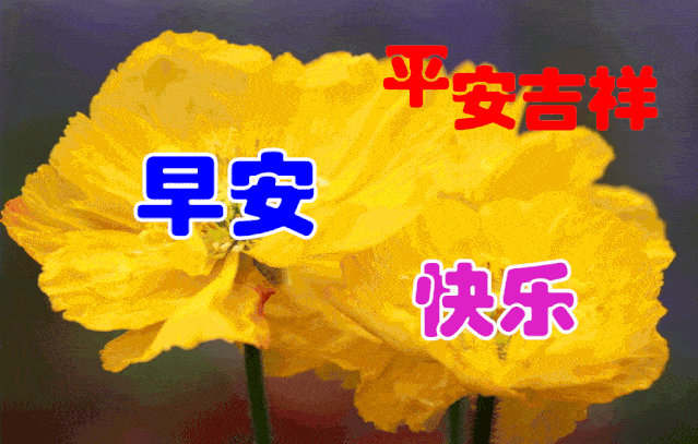 11月19日最漂亮早上好动态表情图片大全早晨好动图美图大全