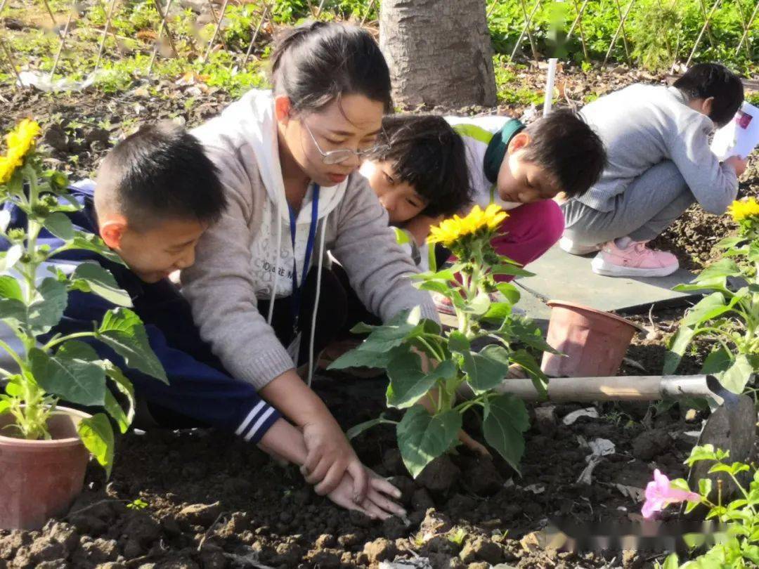 林春琴老师综合实践课堂中教学生种花