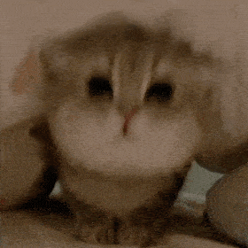 【沙雕猫表情包】猫咪熊仔动图表情包