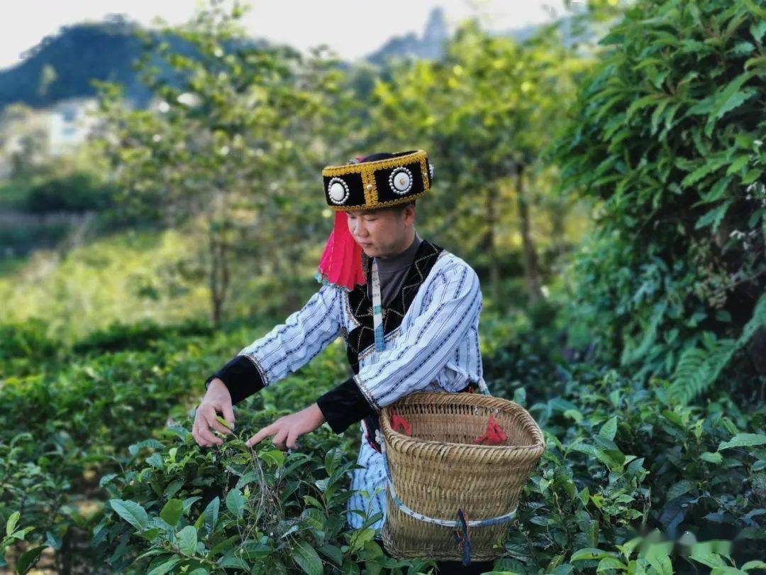 上图为脱贫攻坚前的荒山种植,下图为成效显著的匹河乡老姆登茶园