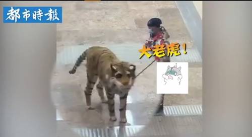 牵“老虎”逛街？男子将金毛打扮成老虎看呆路