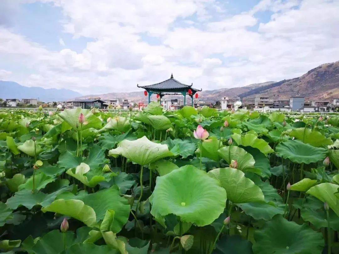 三张牌|丽江永胜三川坝:在这里仿佛置身江南水乡