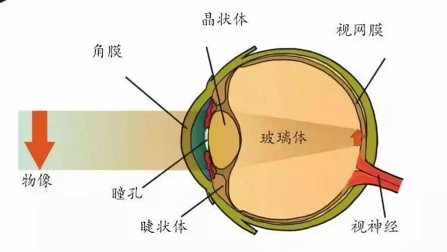 眼睛的屈光系统包括角膜,房水,晶状体,玻璃体.