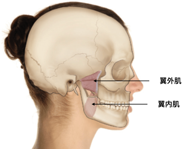 疼痛解剖学颞下颌关节障碍