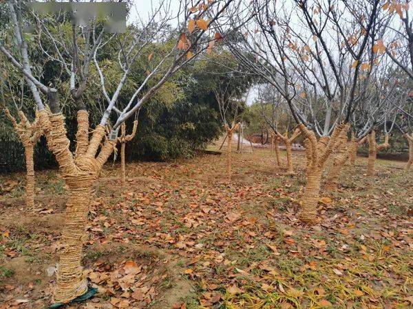 "小雪"将至,花博会主题公园为树木穿"冬衣"