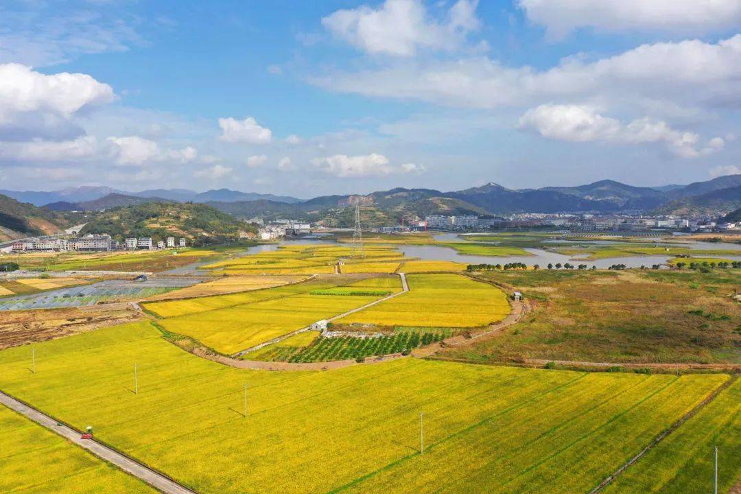 每日一景|温岭坞根大塘湿地