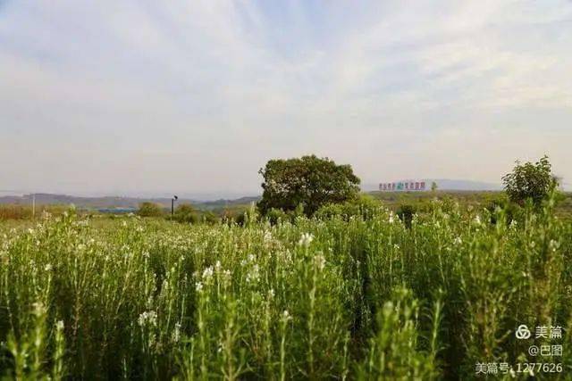 洛阳香鹿山下赵老屯迷迭香种植兴旺老街青砖灰瓦黄土墙