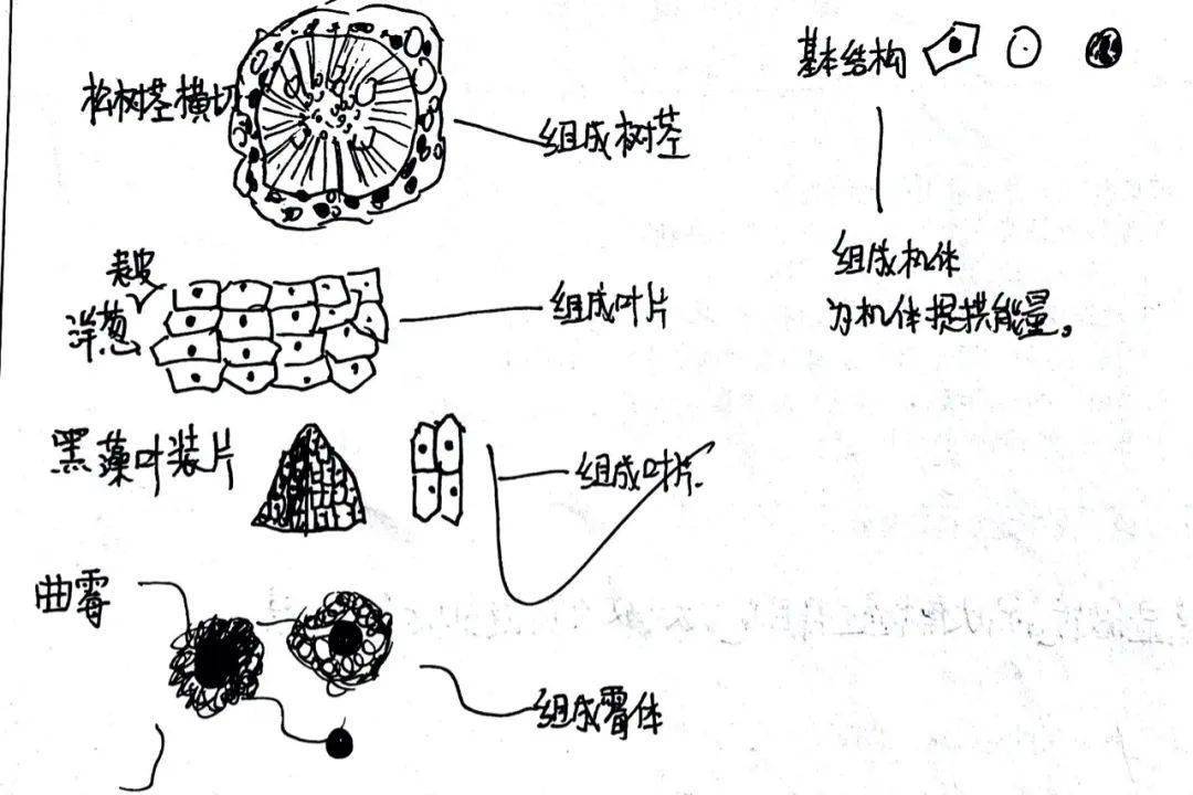 学生作品 | 「显微镜下的世界—探究细胞的样子」_结构