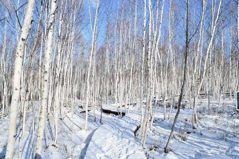 东北的第一场雪刷爆抖音,美上热搜,这个冬天,你还差一场东北的冰雪