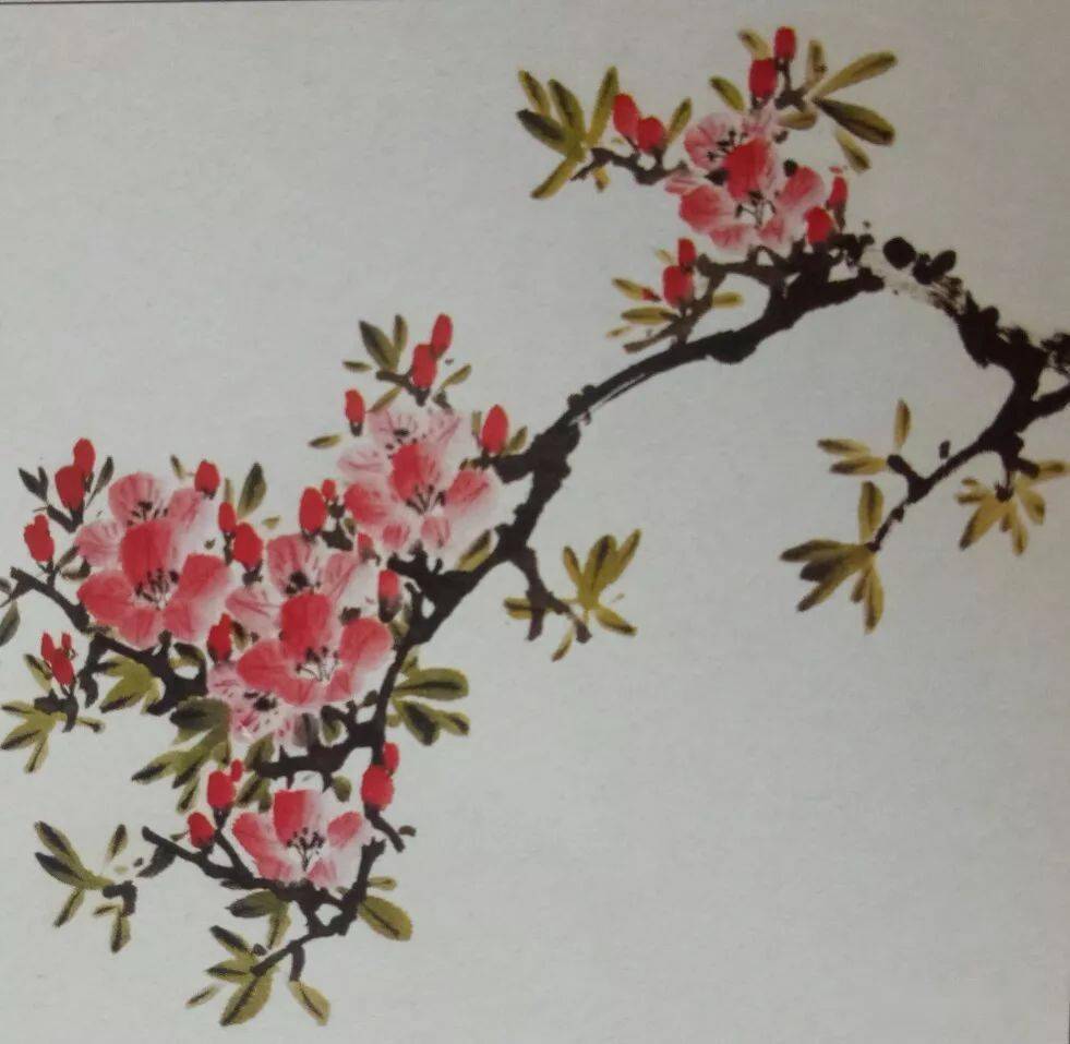 【国画教程】杜鹃花的画法