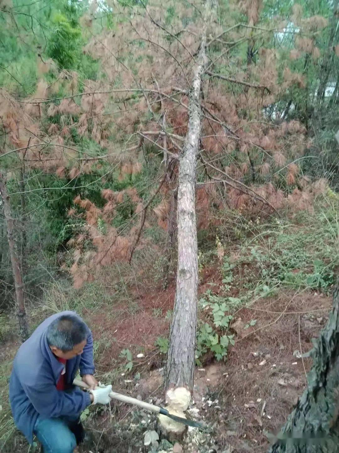 万安县召开松材线虫病防控工作部署会(组图)———这个病相当厉害!