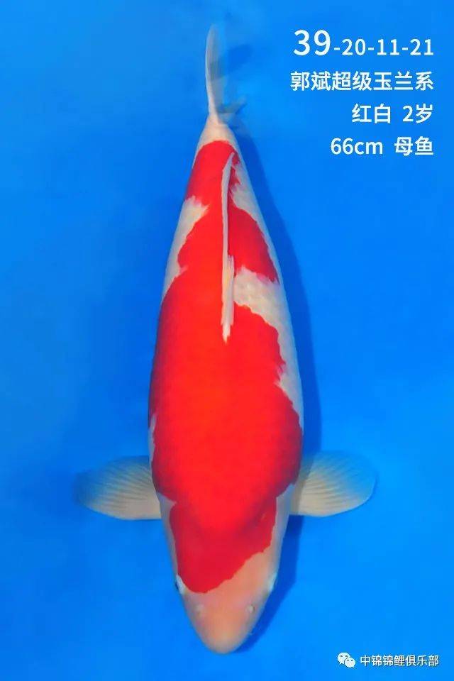b2086922fd52448db5580edbe609e450.jpeg