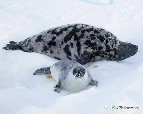 物种图册冠海豹