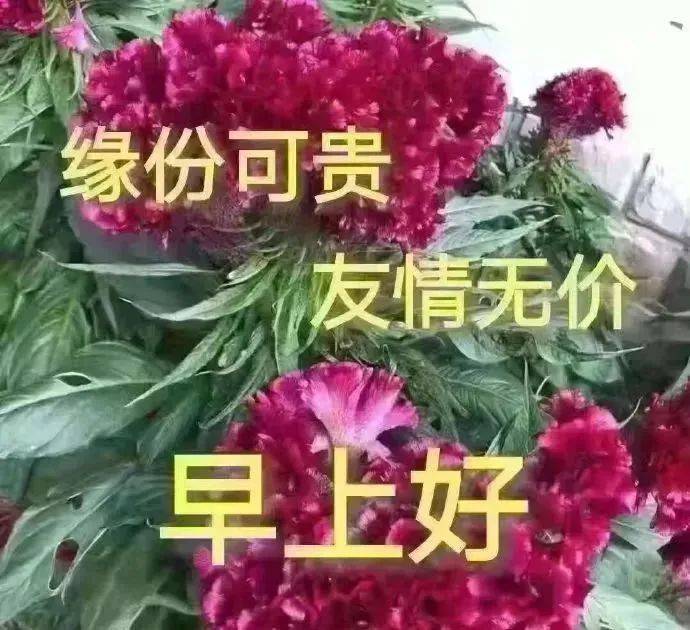 优美的冬天鲜花早上好祝福短信冬天早上好问候祝福语