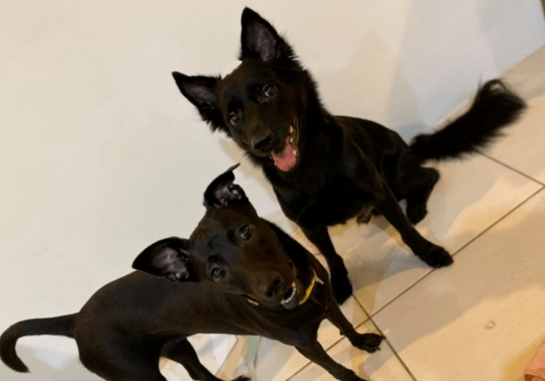 黑白双犬之梦，解密被一黑一白两条狗咬住大腿和手的深层寓意