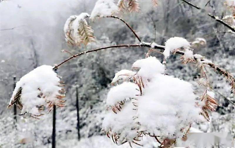 二零二零年的第一场雪曲谱_2002年的第一场雪简谱