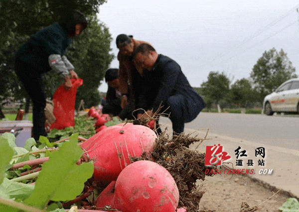 萝卜|道县：小雪至 萝卜甜