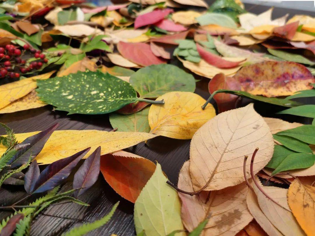 新时代文明实践】“留住秋天树叶有“画”说”——树叶贴画活动_搜狐网, image size:1080x810