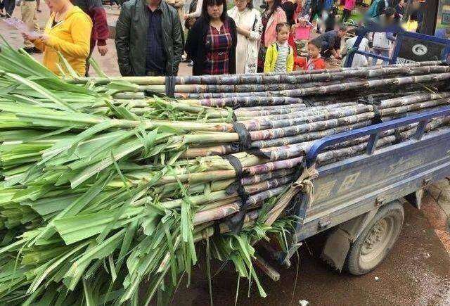 在宜丰,你吃过这种"土甘蔗"吗?