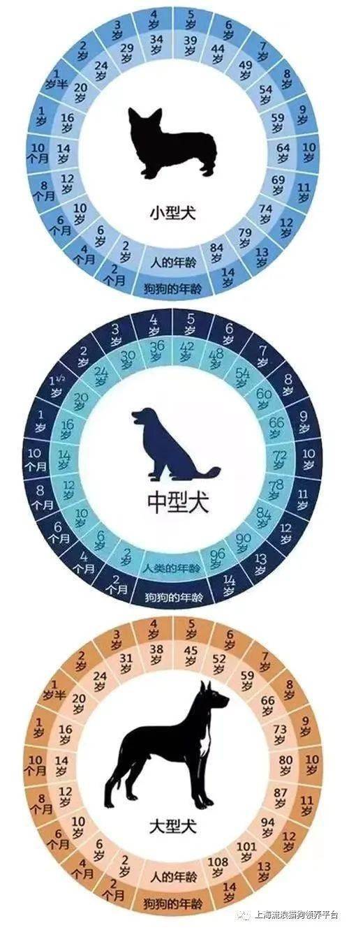 猫狗年龄和人类年龄对照表