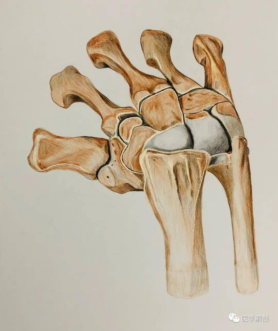 快来欣赏一组超赞的彩铅解剖图