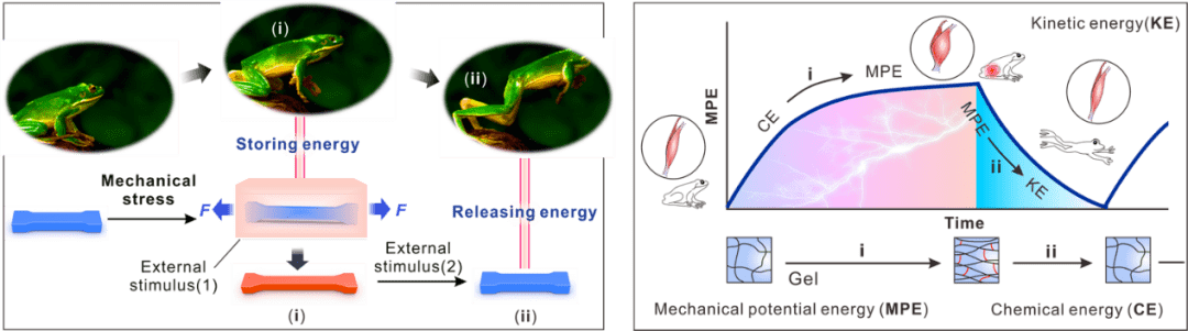 仿生青蛙跳跃过程中的能量储存机制设计强收缩高能量密度凝胶材料