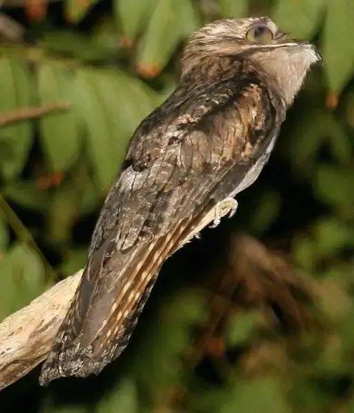 林鸱是夜鹰目( caprimulgiformes ) ,林鸱科( nyctibiidae ) 下所有