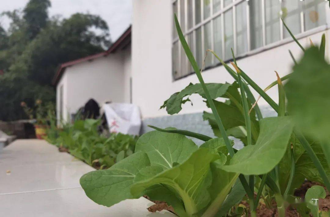 我的幸福小生活小白菜 cb7f1f8c46714c9a8558b026fa92b298.jpeg