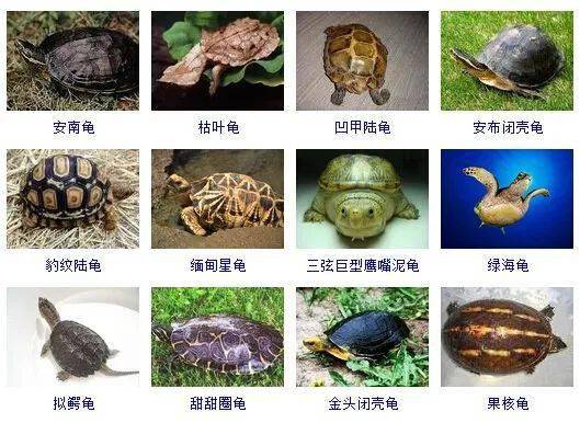 世界两百多种龟的名字,你能认识几个?(建议收藏)