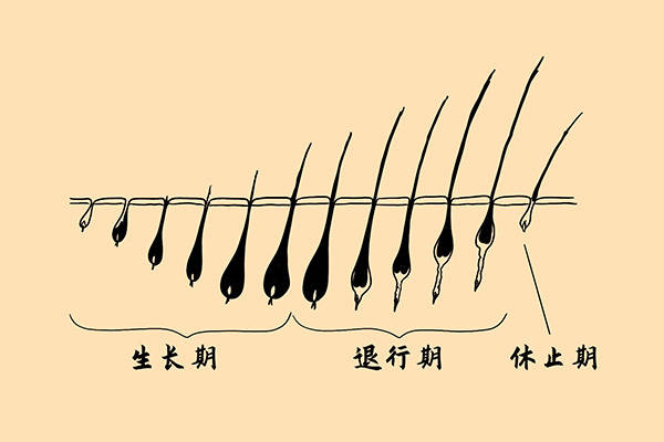 为什么眉毛不会像头发那样一直生长?_毛发