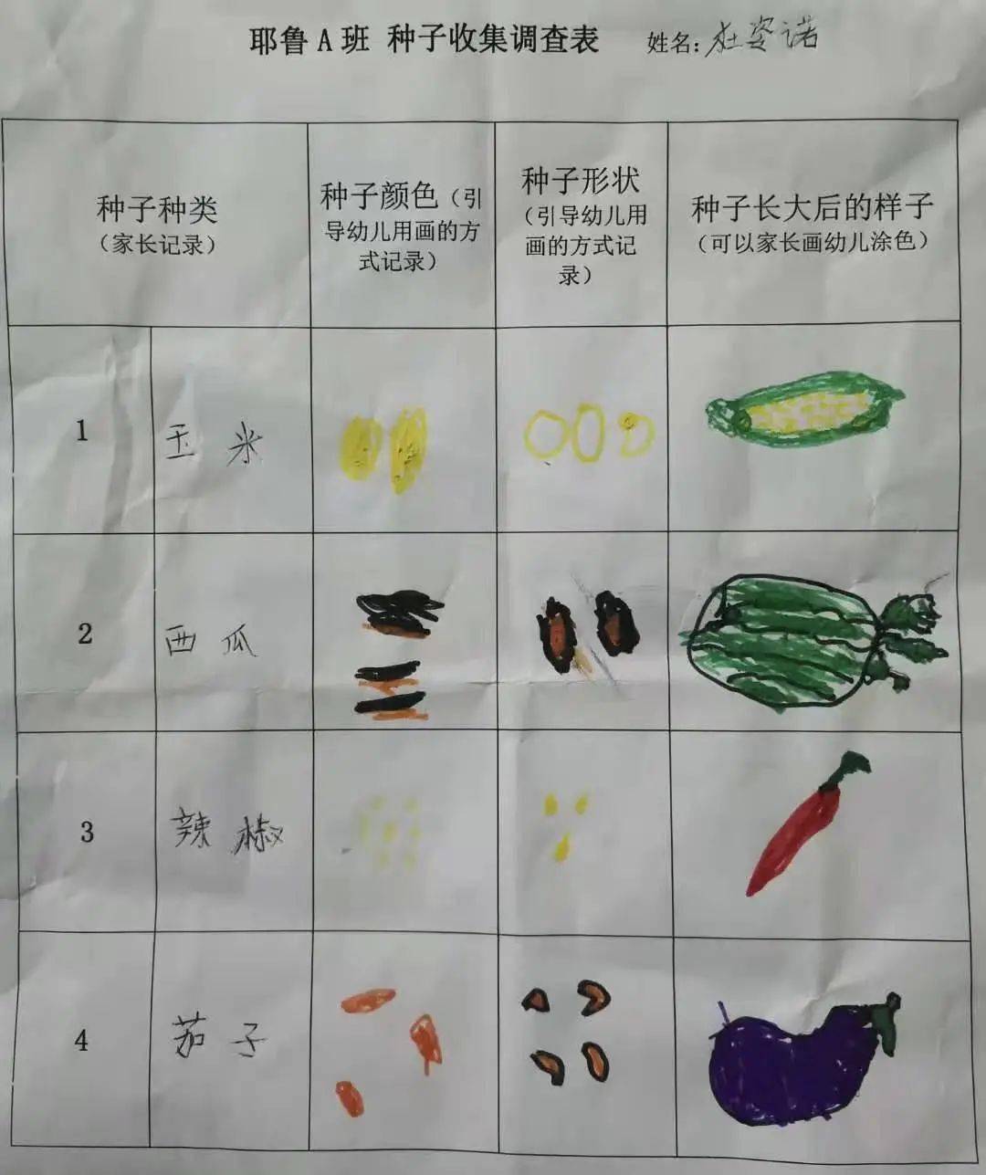开展了种子的调查行动, 通过调查表, 孩子们分享各种果实种子的颜色