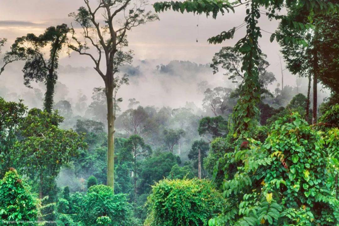 热带雨林是潮湿热带地区出现的常绿高大的绿色森林,由德国植物学家