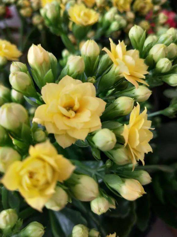 花多多10号怎么用 32d7cab4b2d044ca81145e7b0ed9d18c.jpeg