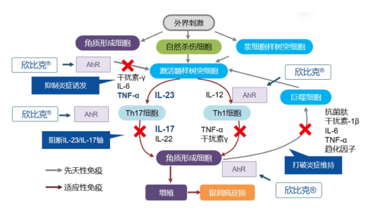 本维莫德治疗靶点探究(一) -- 双面芳香烃受体 芳香烃受体是一种配体